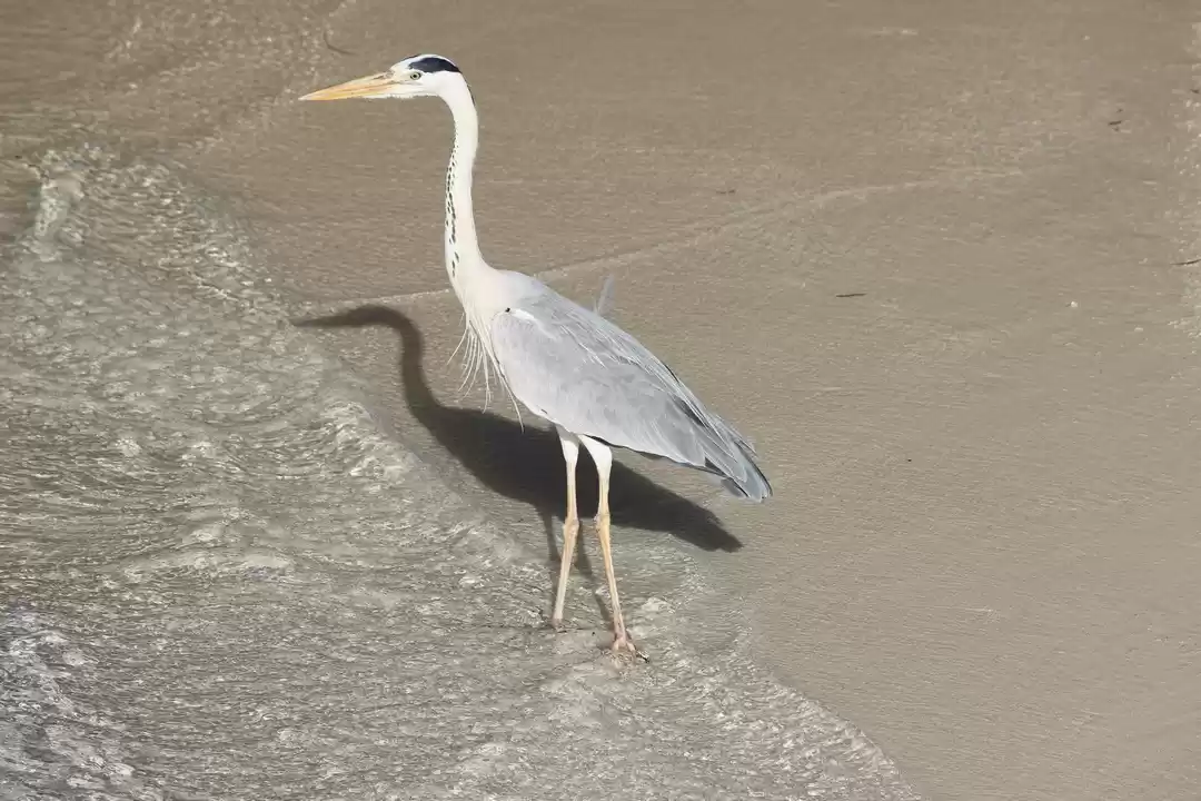 Photo of Maldives – A slice o