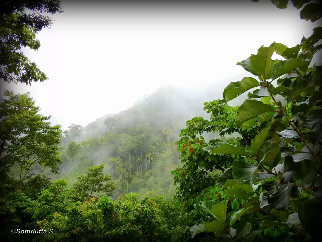 Photo of Munnar-Allepey. A pe