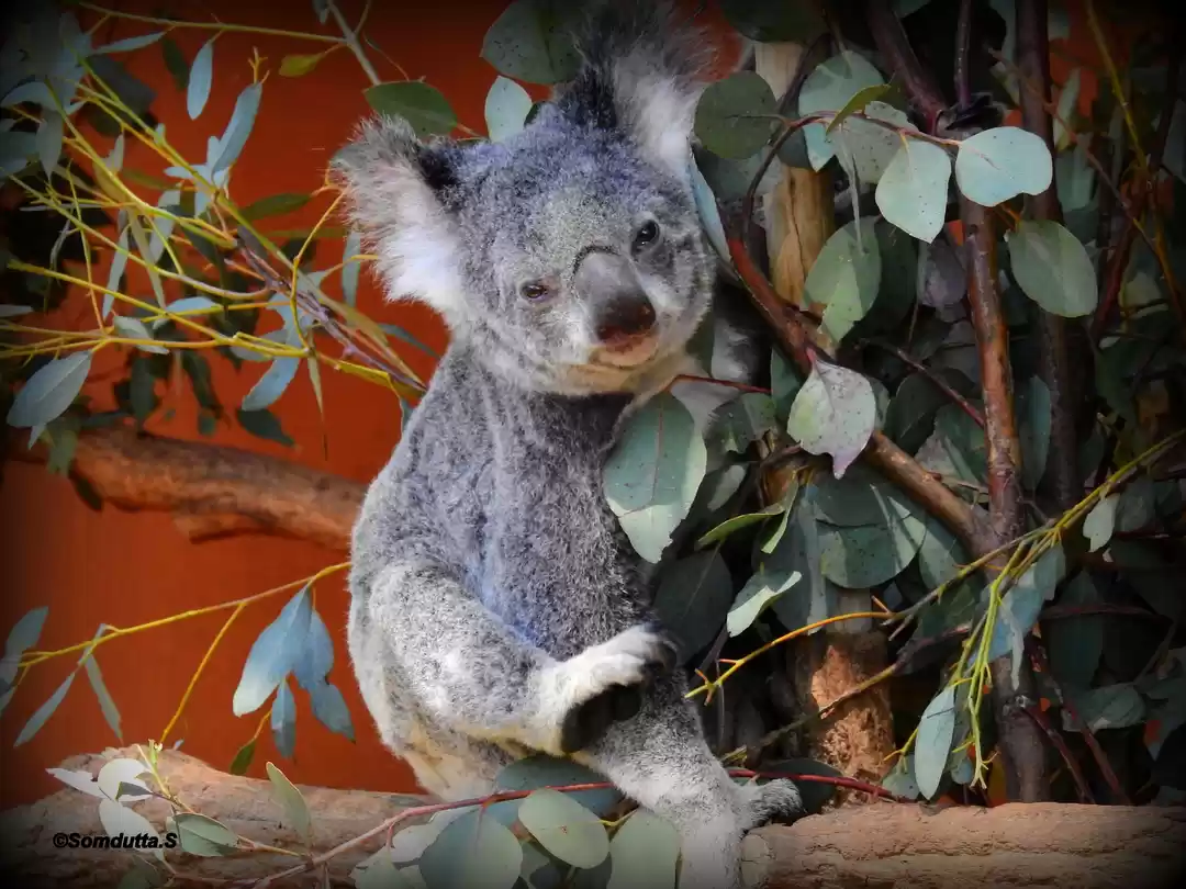 Photo of 7 days in Australia.