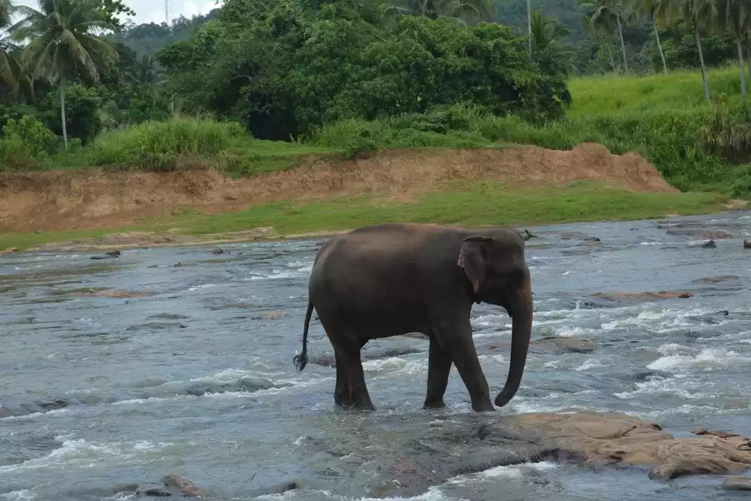 Photo of Srilanka in 5 days|M