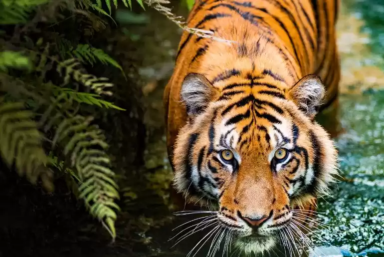Photo of Maharashtra Wildlife