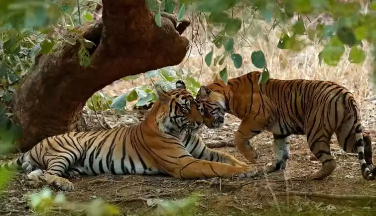 Photo of From July, All Tiger