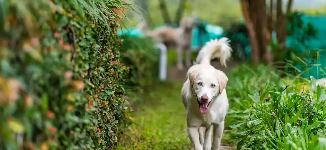 Homestay for dogs near me hot sale