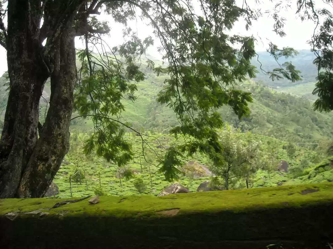 Photo of Picturesque Kerala