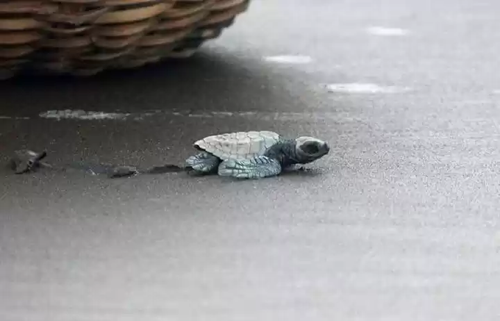 Photo of Watching the newborn