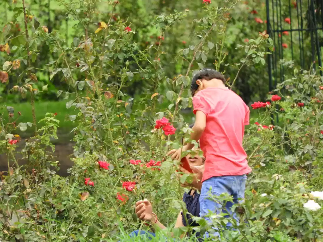 Photo of रोज गार्डन - चंडीगढ़