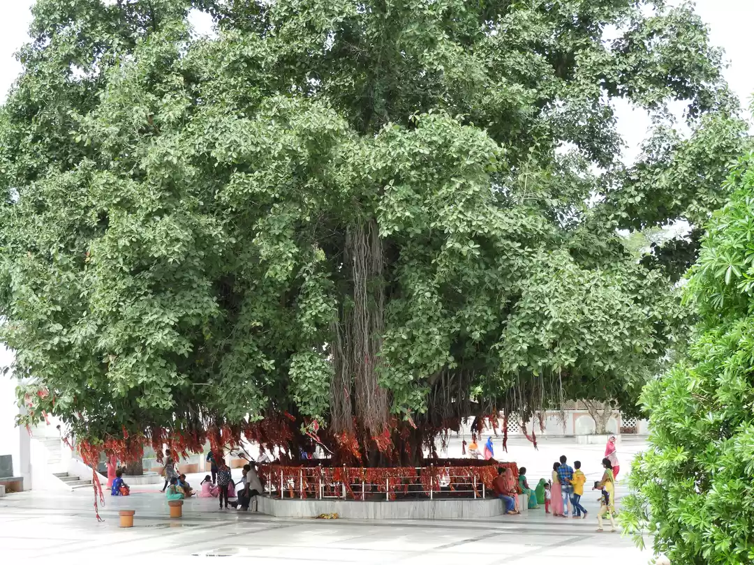 Photo of मनसा देवी मंदिर - (प