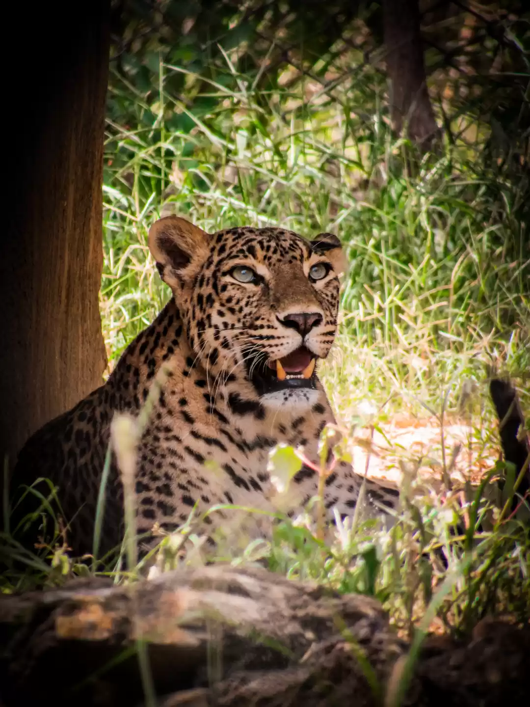 Photo of Predator Paradise: N