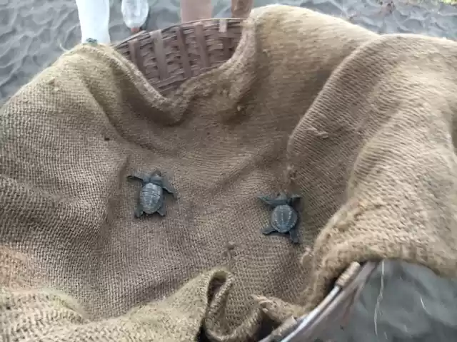 Photo of Visit to Velas Turtl