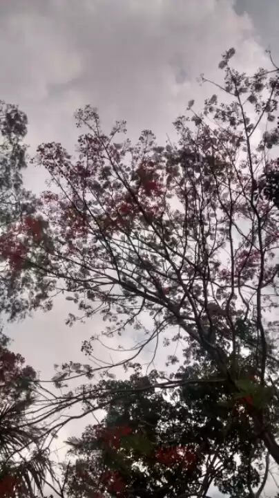 Photo of The forest not taken