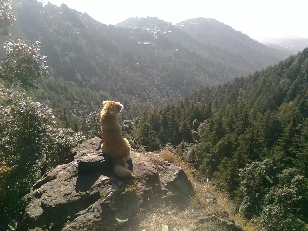 Photo of DHARAMSHALA-DELHI-AM