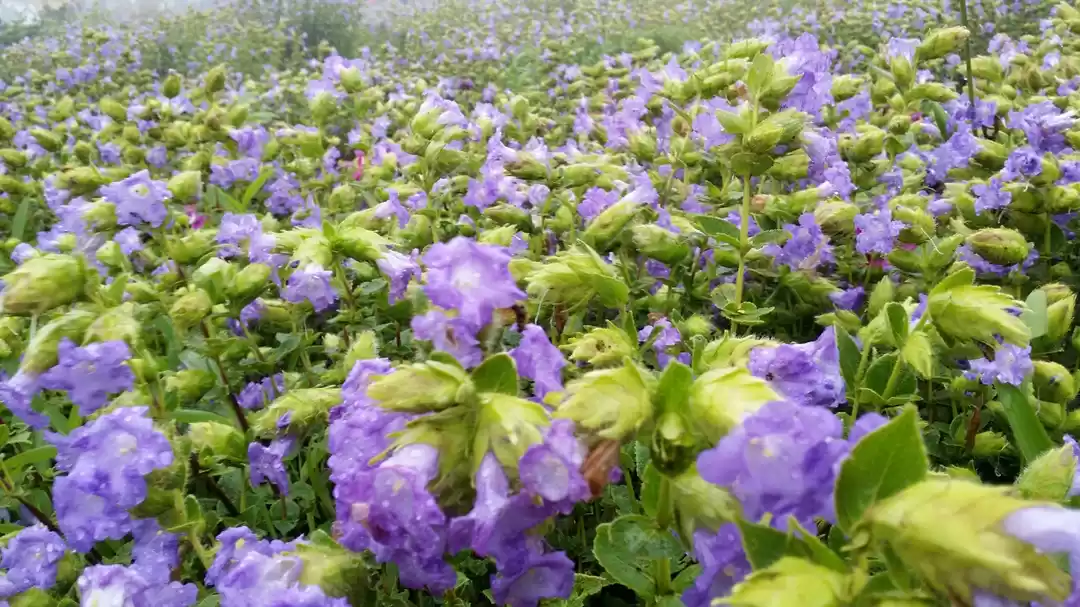 Photo of Kaas plateau-valley 