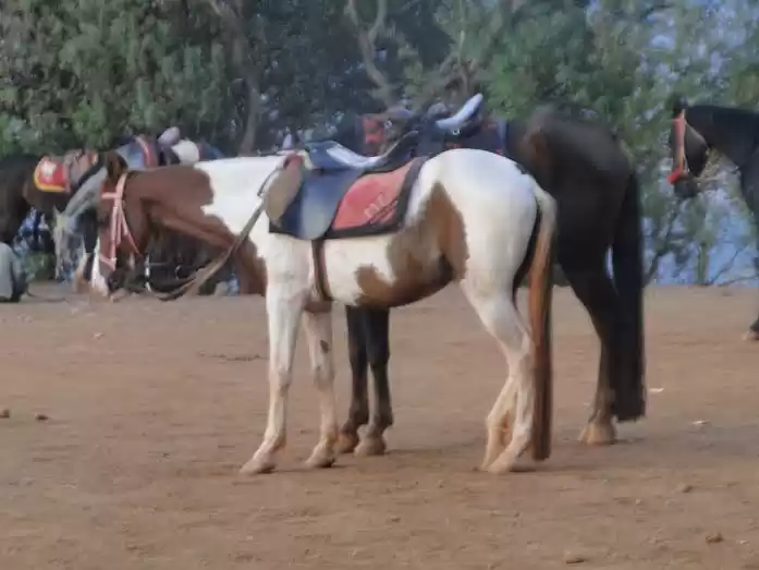 Photo of Matheran Magic