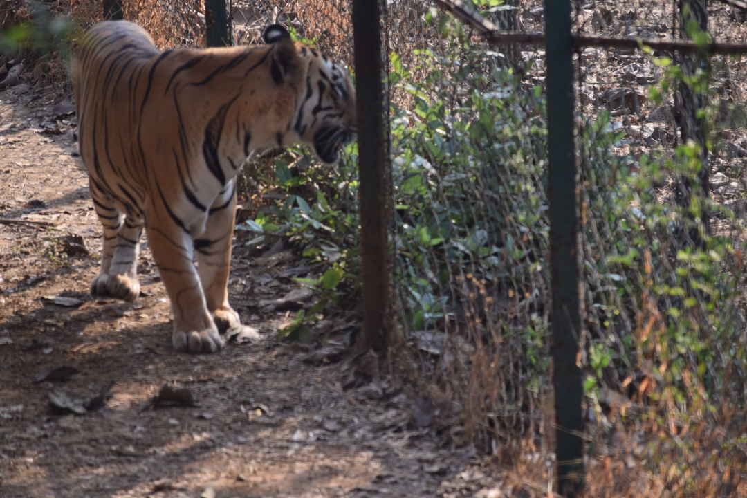 safari au parc national sanjay gandhi