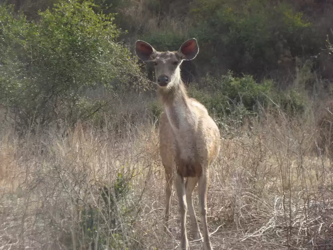 Photo of Sariska Tiger Wildli