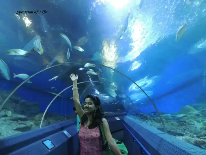 Photo of Pattaya Beckons