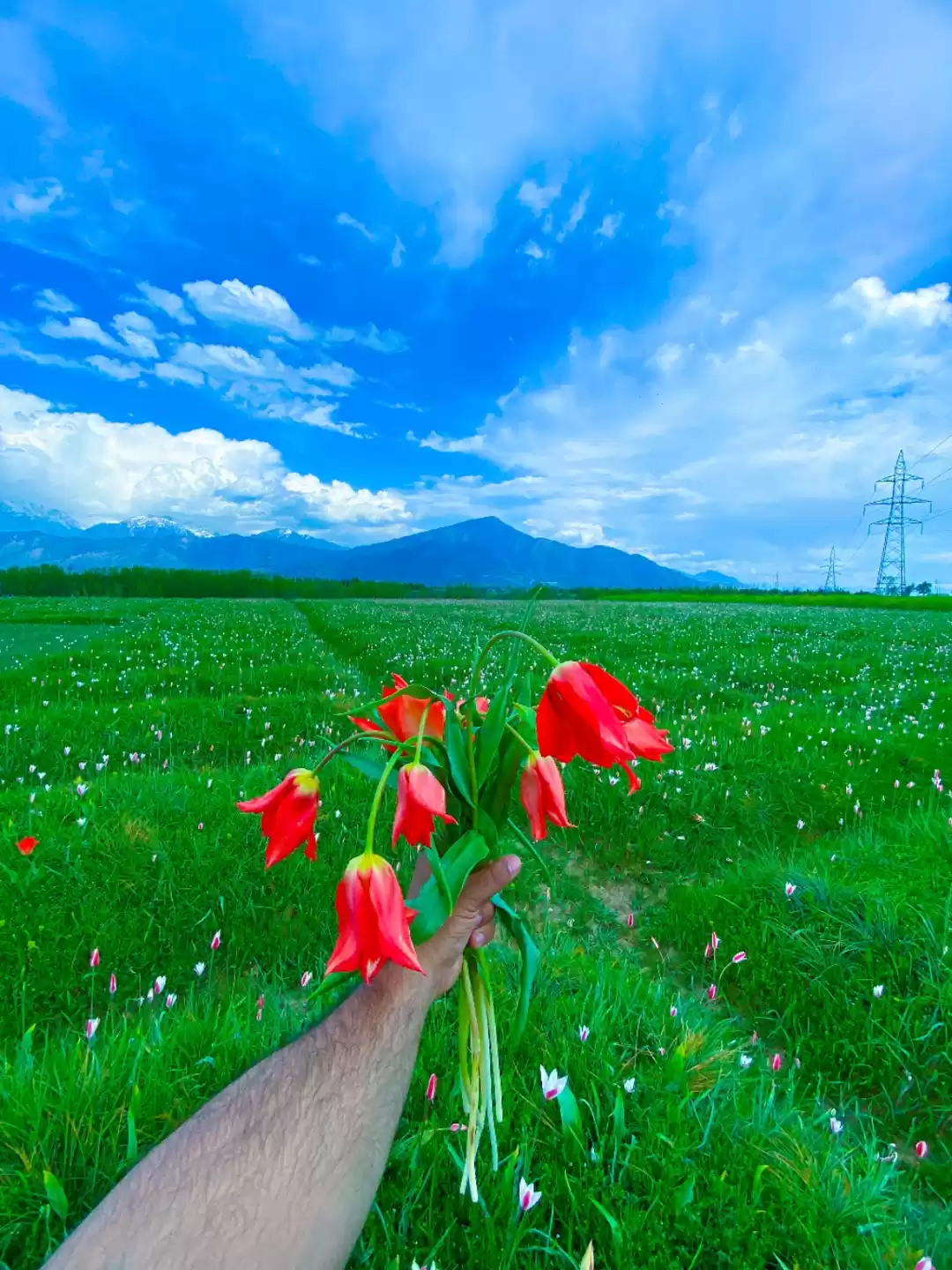 Photo of The Pampore wild tul