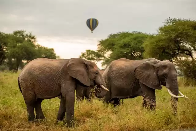 Photo of 5-Day Tanzania Lodge