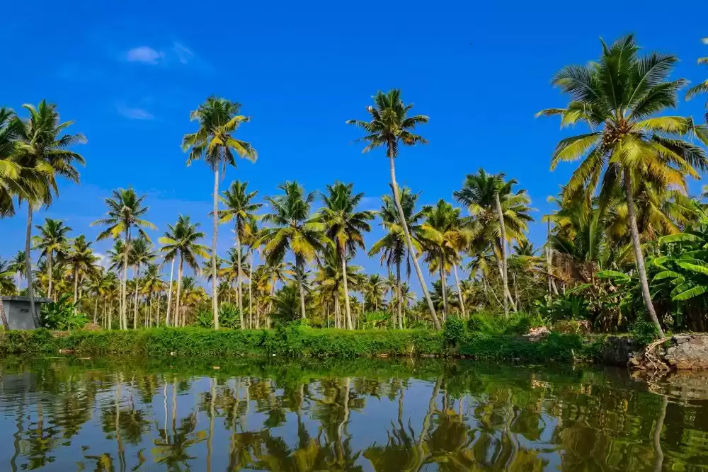Photo of Munnar to Kovalam in