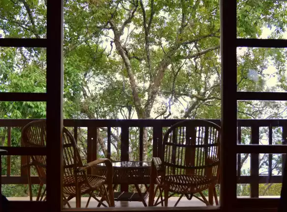 Photo of Tea gardens and much