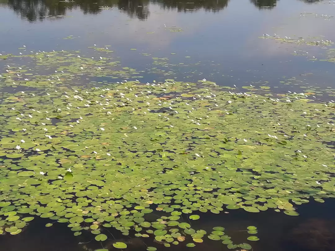 Photo of Kaas Plateau and nea