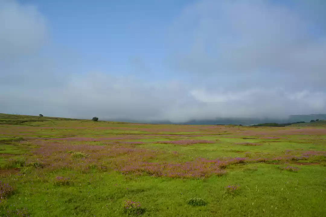 Photo of Plateau of Flowers-K