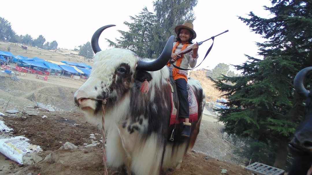 Distance From Hyderabad To Shimla Hyderabad To Shimla Road Trip 2019, What To Know Before Planning Hyderabad  To Shimla Trip - Tripoto