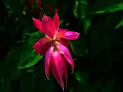 Photo of Floral fervor!