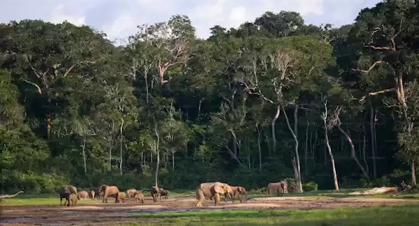 Photo of indian wildlife tourism