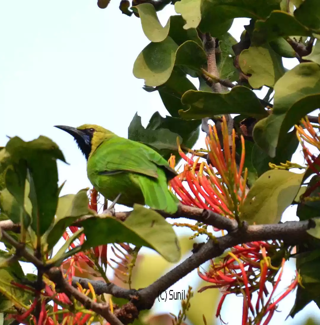 Photo of An offbeat Birder's 