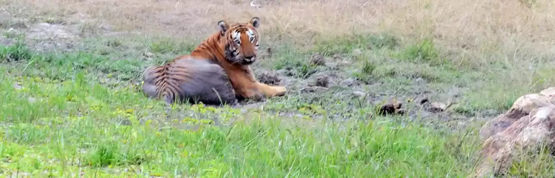 Photo of Tiger Hunting in Sou