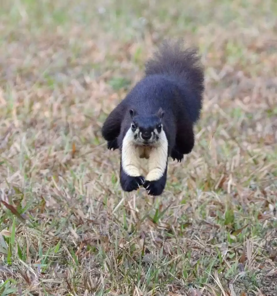 Photo of Gorumara National Pa