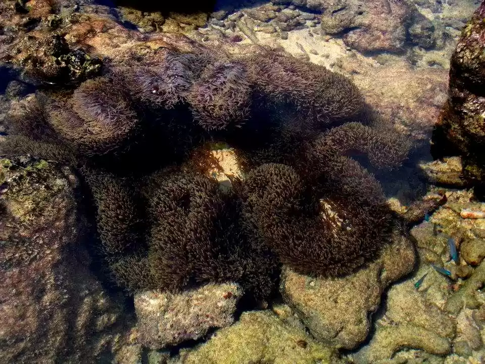 Photo of Amazing Andamans: 50