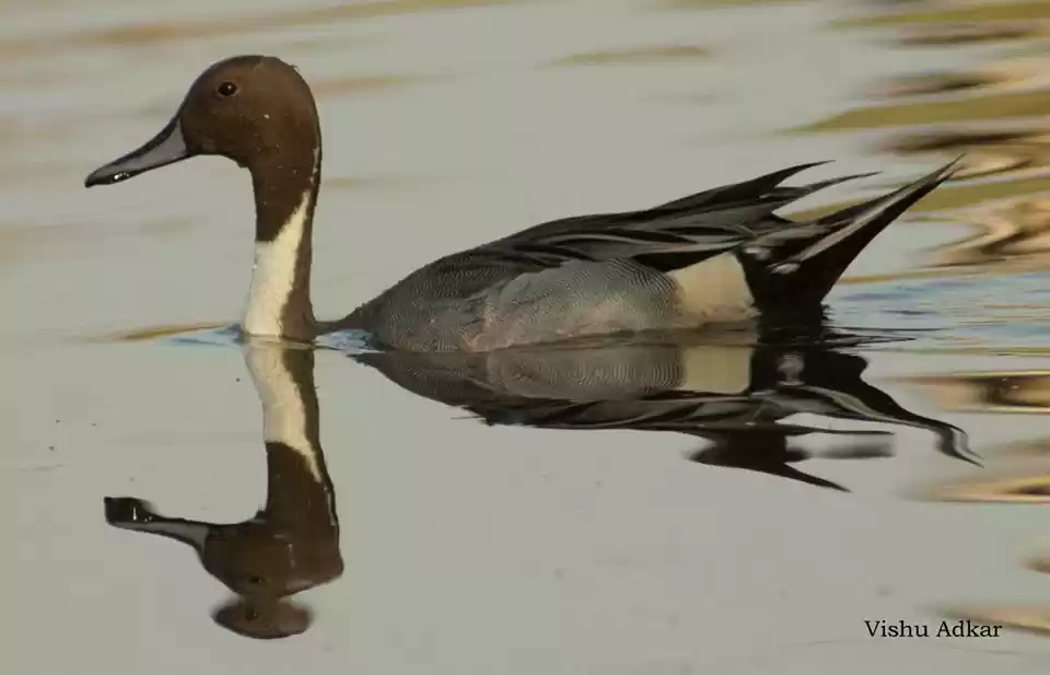 Photo of Bharatpur : My first
