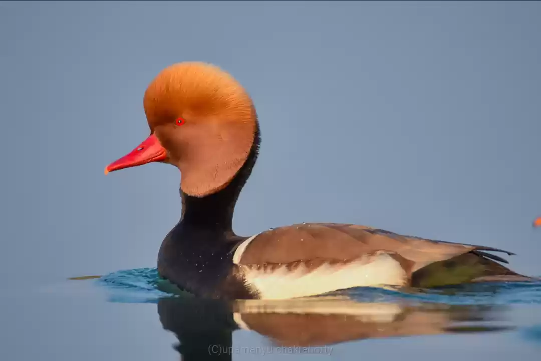 Photo of Birding trip to Gajo
