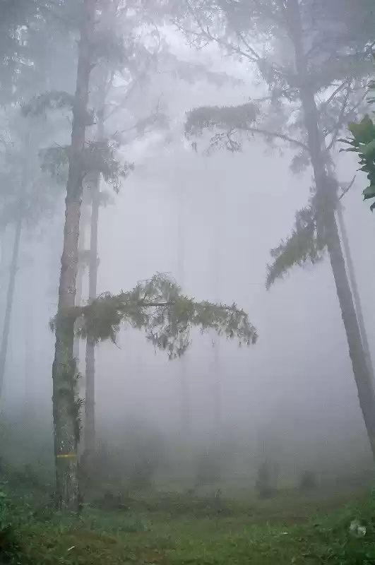 Photo of Tinchuley- Darjeelin