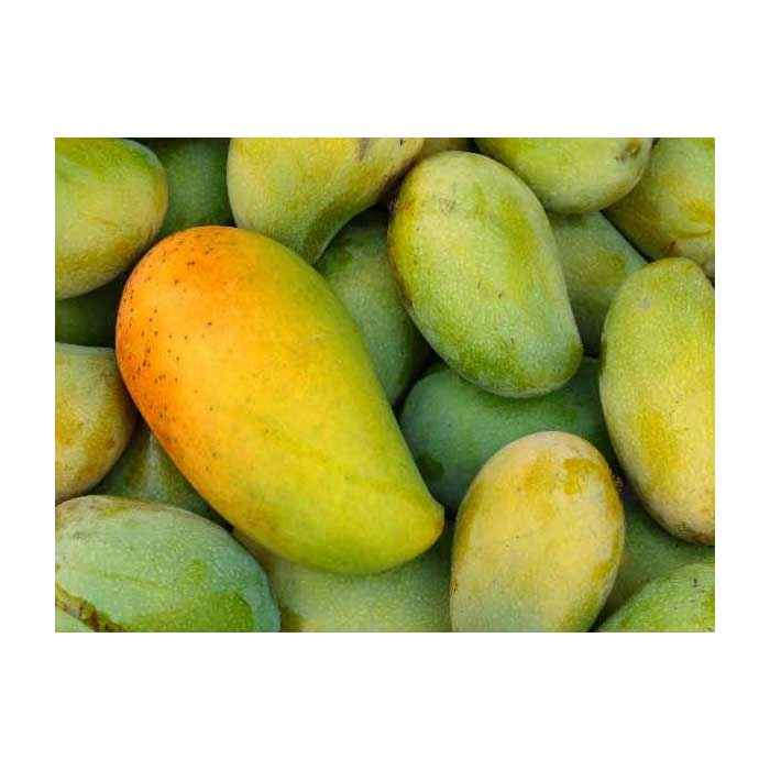 Malda The Hidden Gem Of West Bengal That Has A Lot More To Offer Than Just Its Mangoes Tripoto A mango originating in bihar and west bengal.