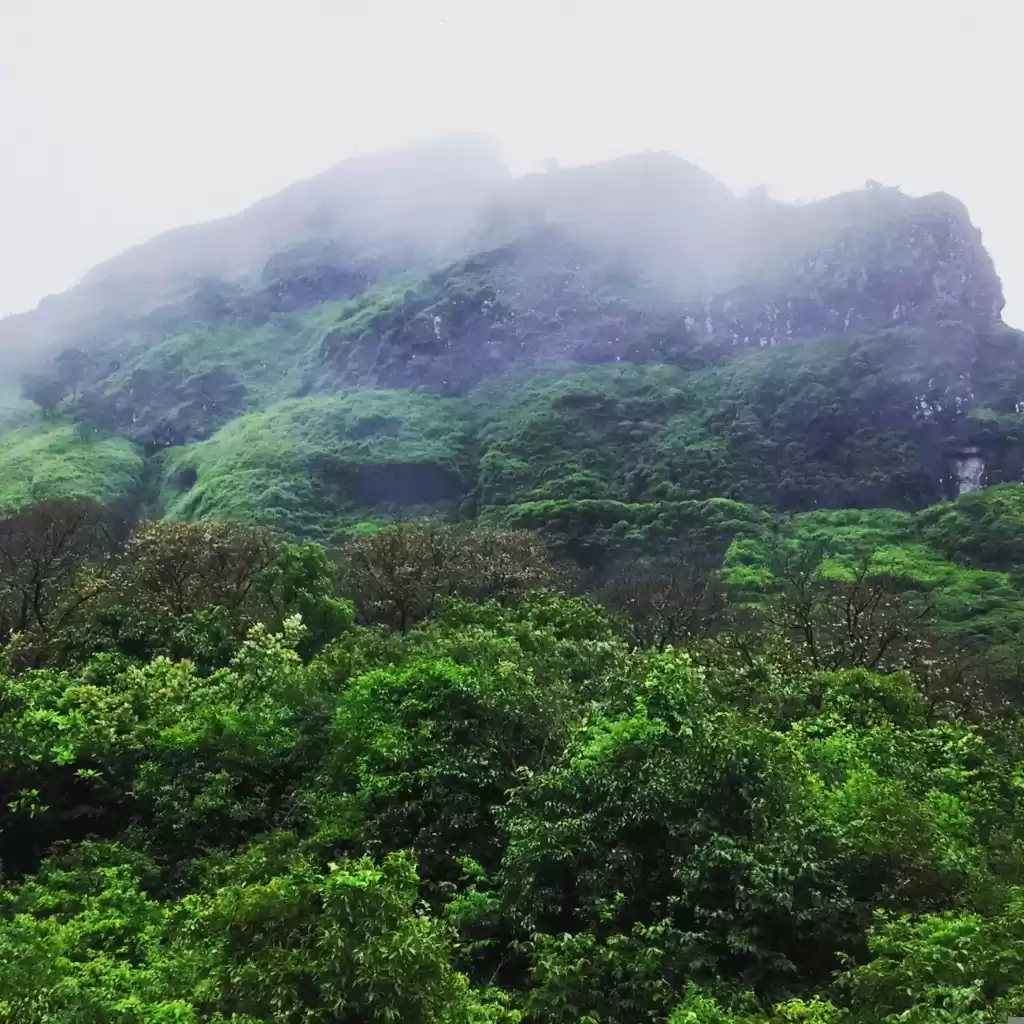 Photo of The Korigad Fort Tre