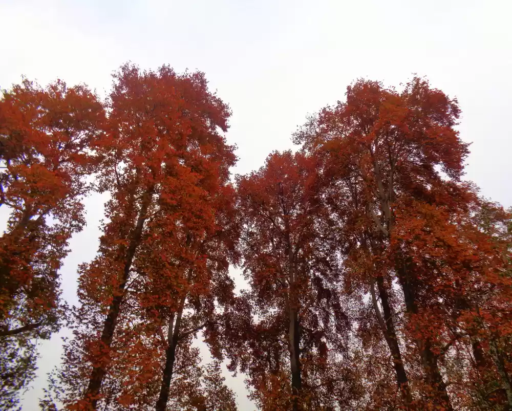 Photo of Visit to a Fairyland