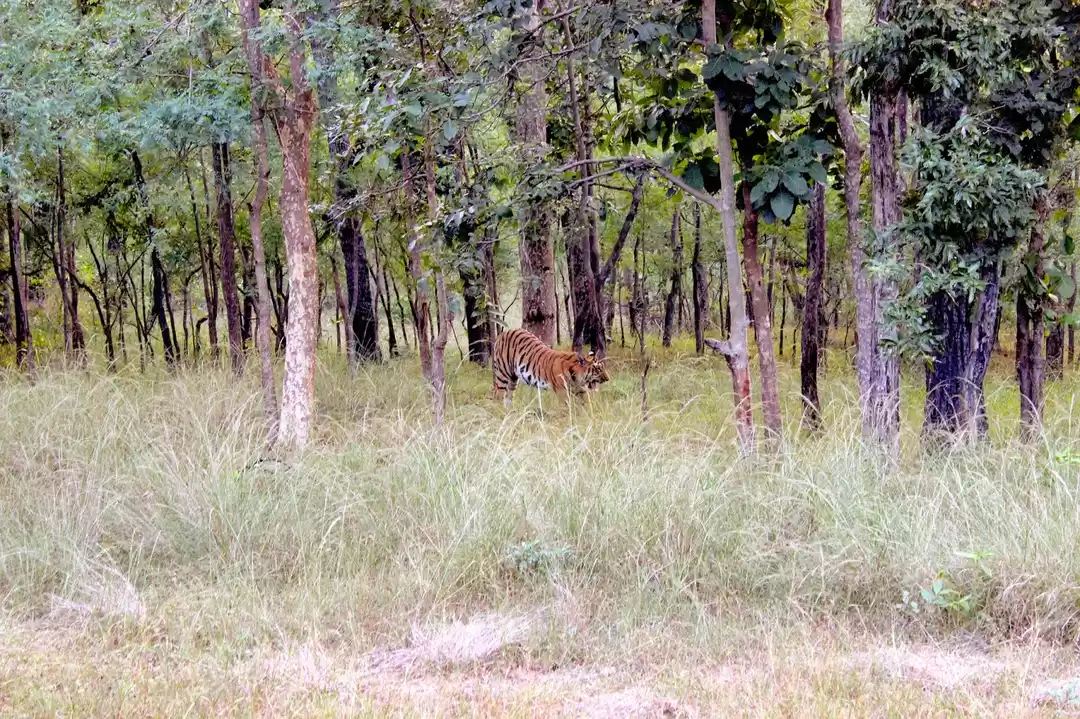 Photo of Jungle Trail @ Tadob
