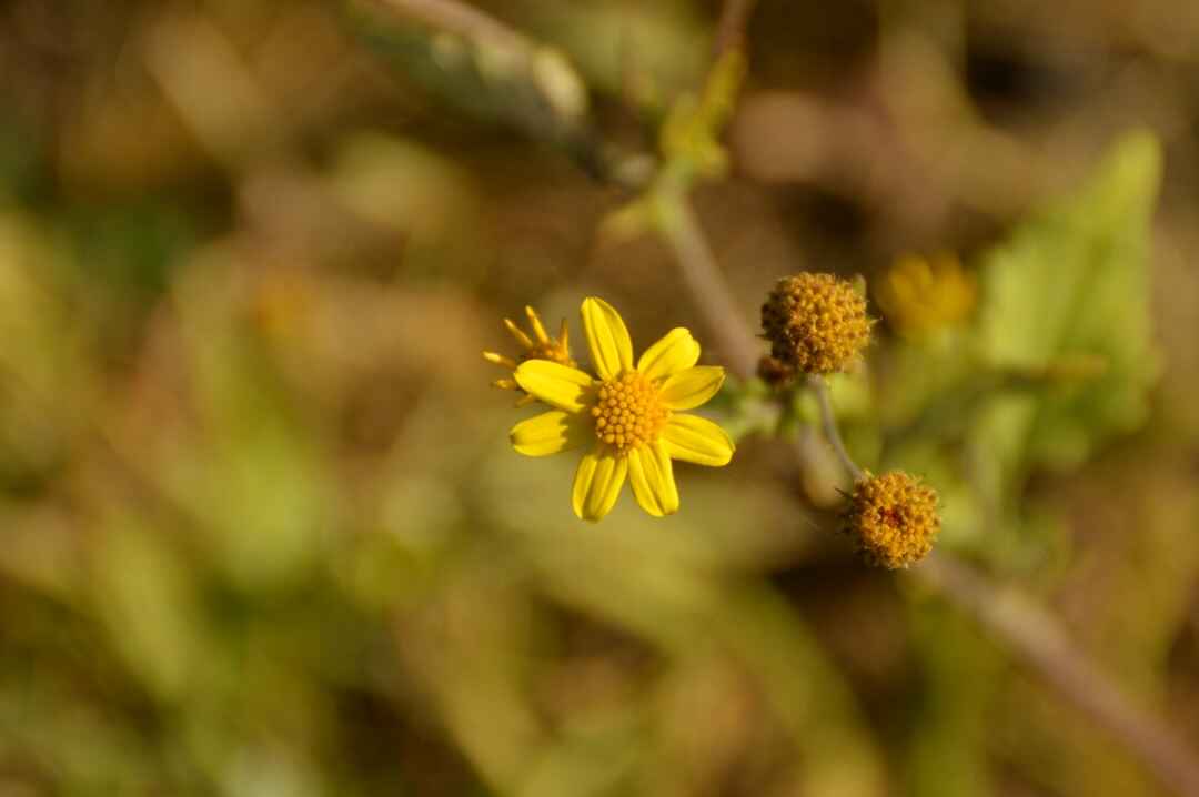 Kaas Pathar Best Time to Visit, How to Reach, Entry More Tripoto