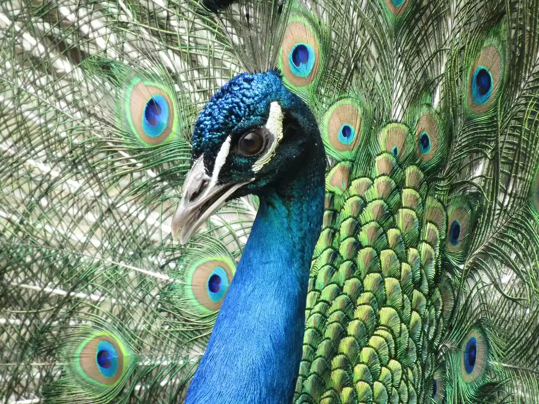 Photo of Walking with Peacock