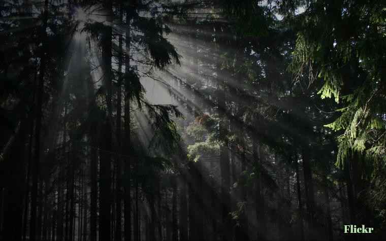 Kodaikanal Jeep Safari + Tribal Village Experience 1459702628 6