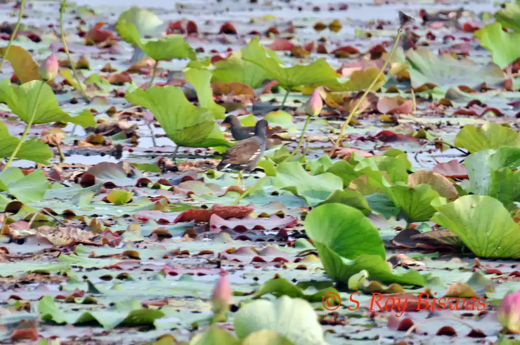 Photo of Yamuna Bio-diversity
