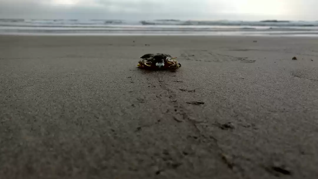 Photo of 10 Reasons why Goa s