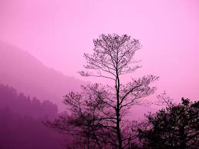 Photo of Magnolia : The Poet 