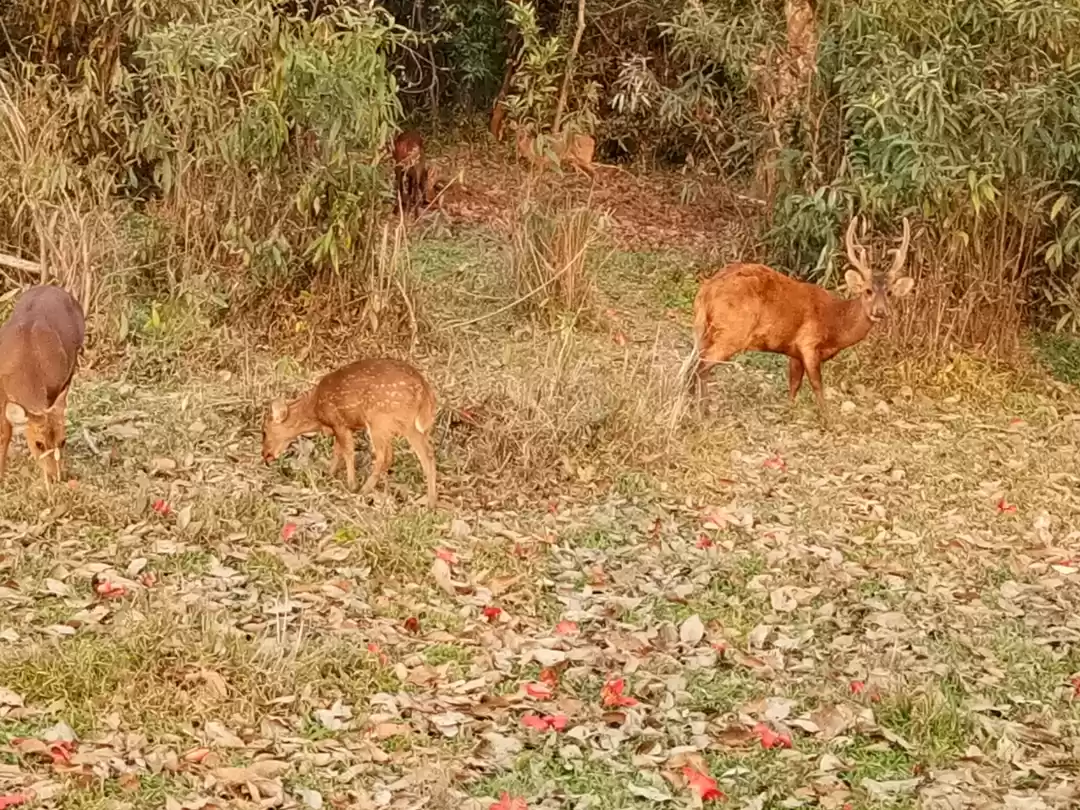 Photo of Kaziranga, Land of o