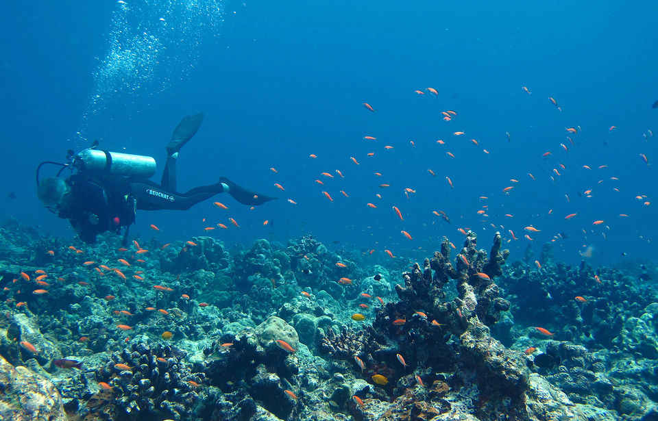 A Complete Guide To Scuba Diving In Andaman Cost Timings Seasons Etc Dive experience for beginners (with padi online dsd registration). scuba diving in andaman cost