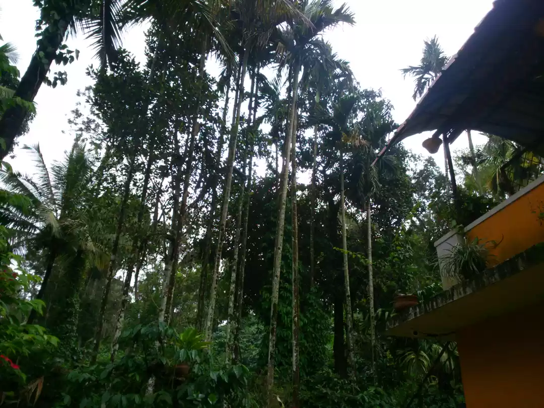 Photo of Coorg - Midst Coffee