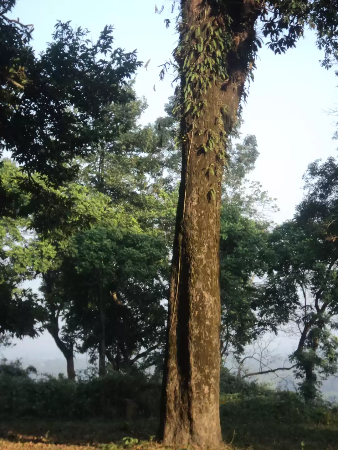 Photo of Lonely Lankapara nea